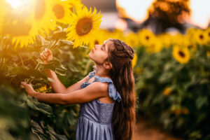 young girl bending sunflower towards her face to smell it in a sunflower field.